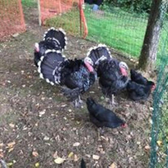 Ferme De Noyes Bed and Breakfast Sourdeval Buitenkant foto